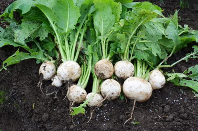 20 aliments qui sont blancs 14