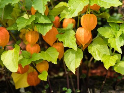 46 aliments qui sont orange 8