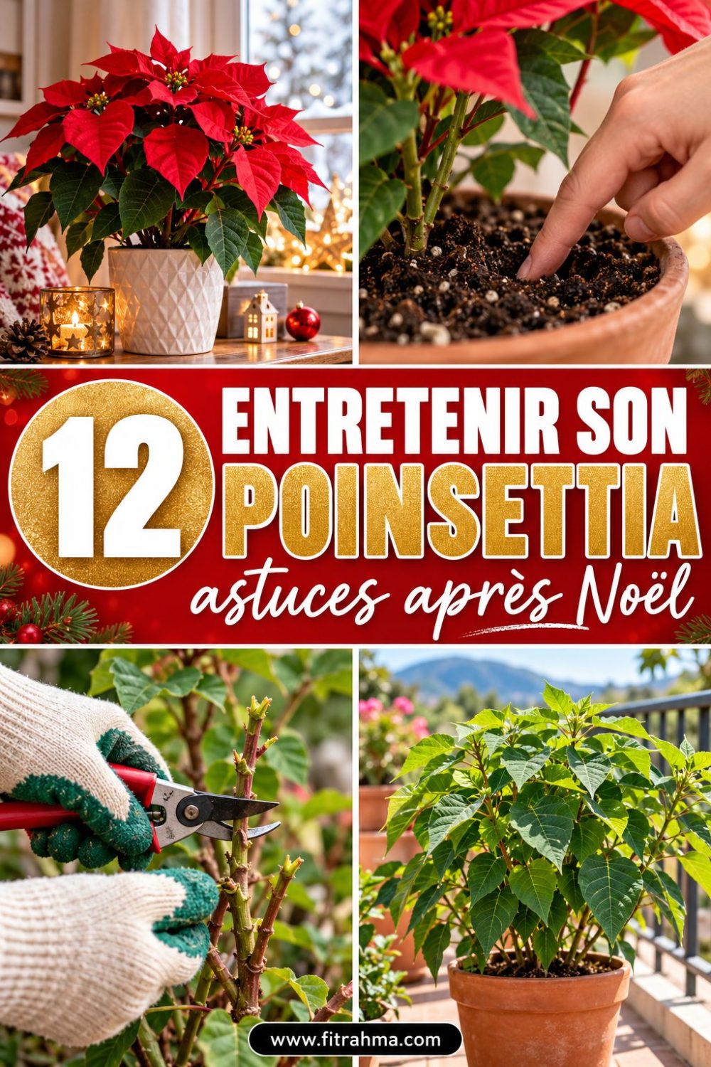 Comment entretenir un poinsettia après Noël : nos astuces